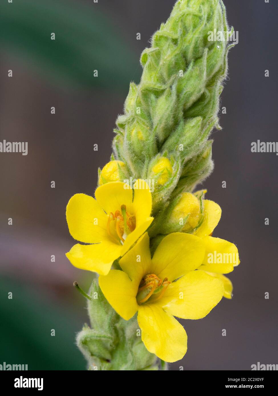 Fiori gialli estivi nel picco di mulleina comune, Verbascum thapsus, un fiore selvatico inglese utilizzato nella medicina delle erbe Foto Stock
