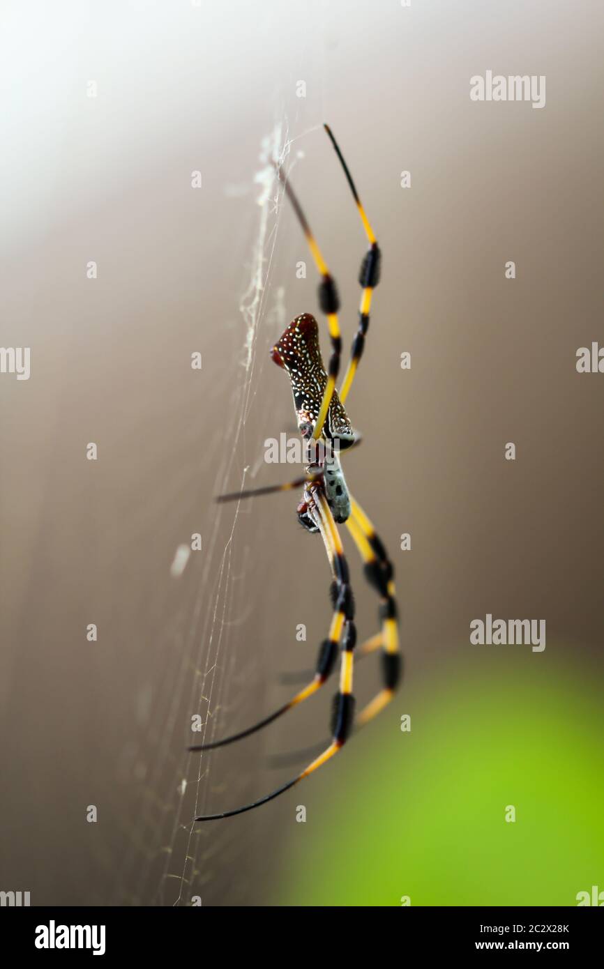 Una nephila clavata, un tipo di ragno di tessitore di orb Foto Stock