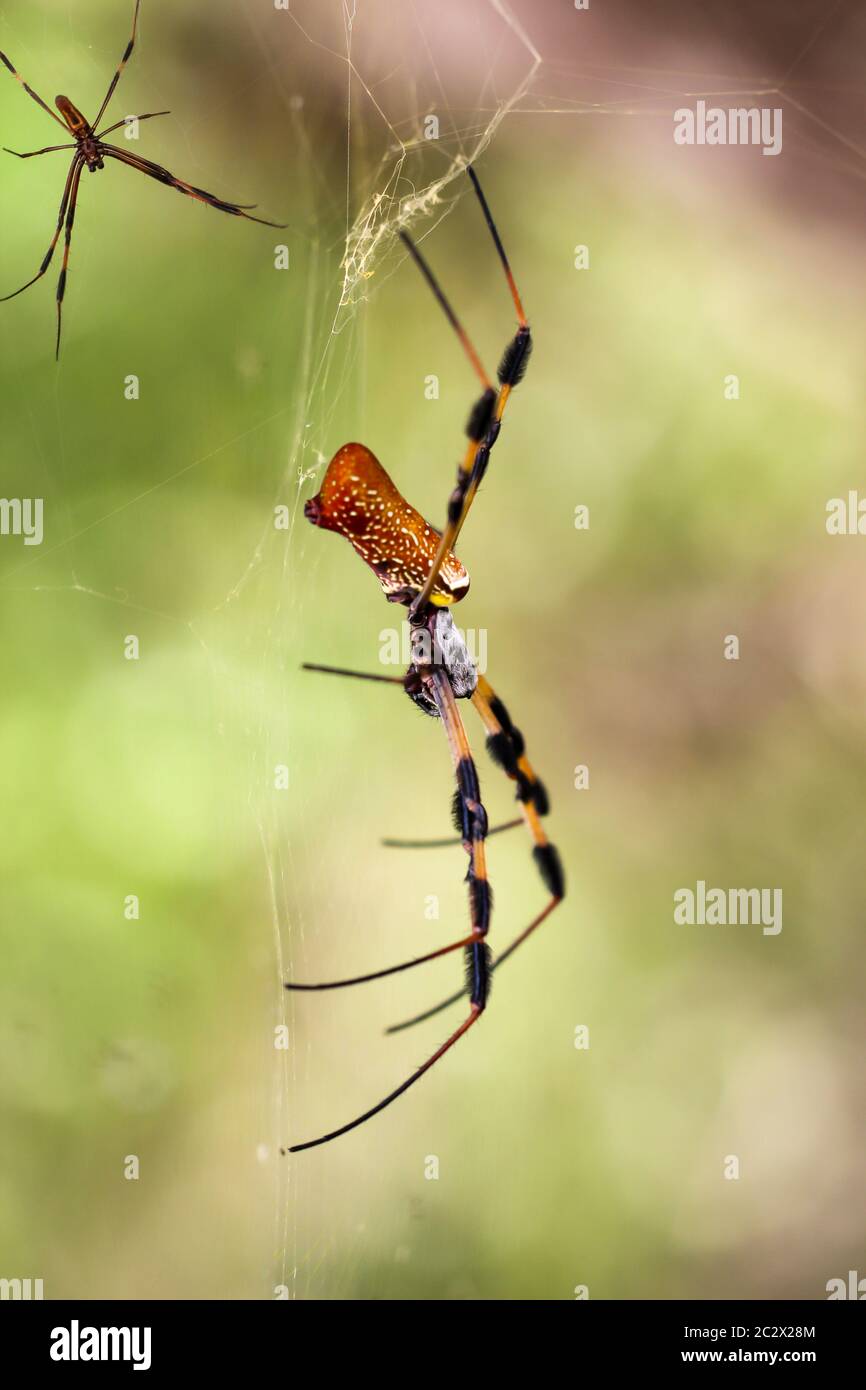 Una nephila clavata, un tipo di ragno di tessitore di orb Foto Stock