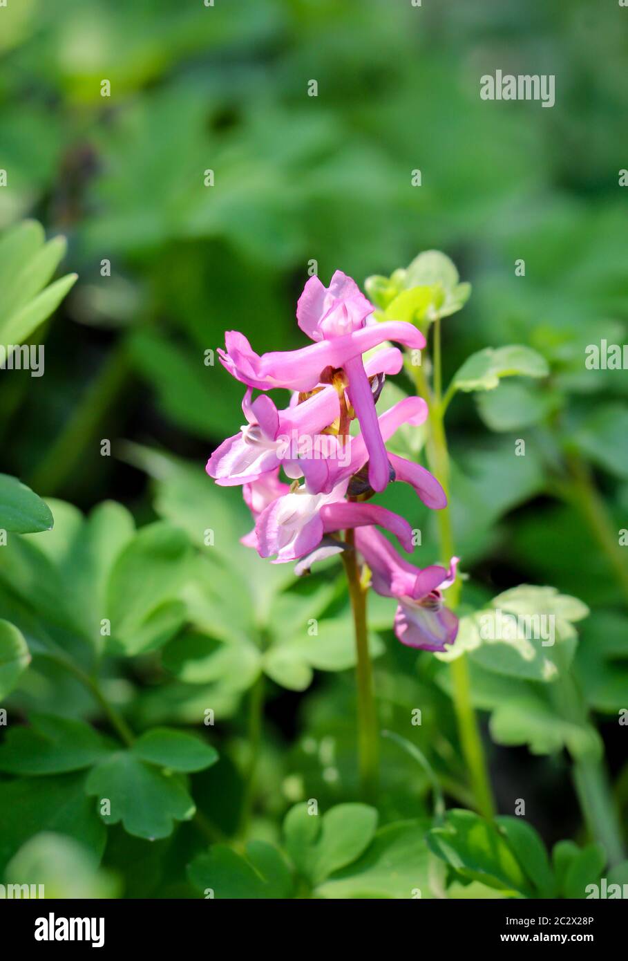 una pianta, fiore in primavera simile ad un letetto Foto Stock