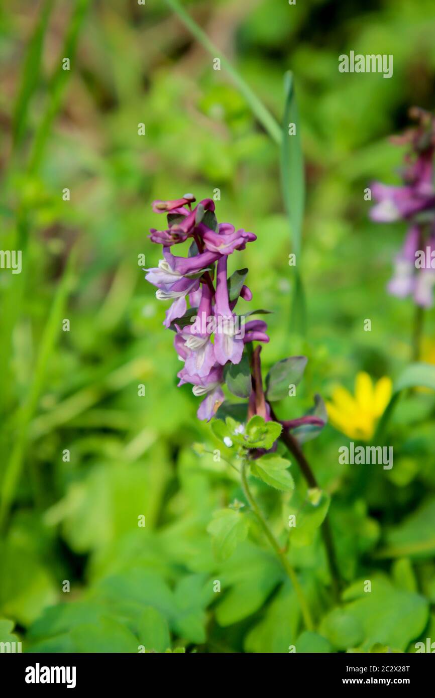 una pianta, fiore in primavera simile ad un letetto Foto Stock