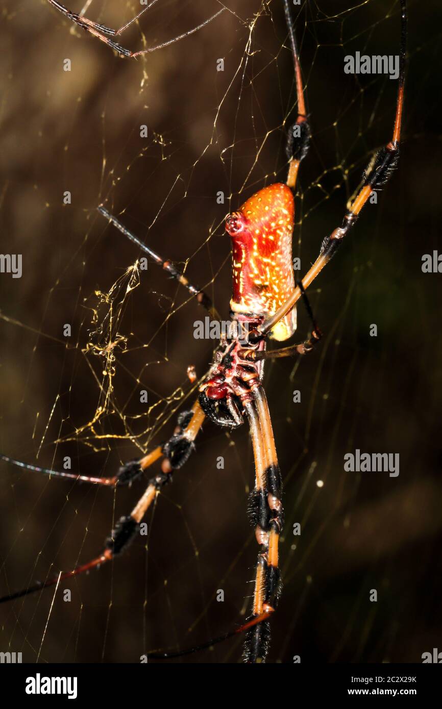 Una nephila clavata, un tipo di ragno di tessitore di orb Foto Stock