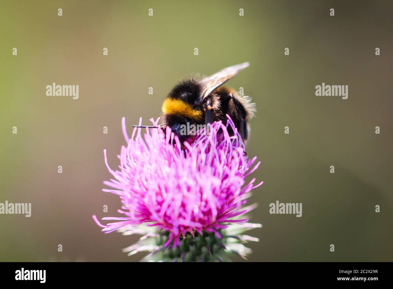 un bumblebee raccoglie il polline dal fiore di un cardo di latte Foto Stock