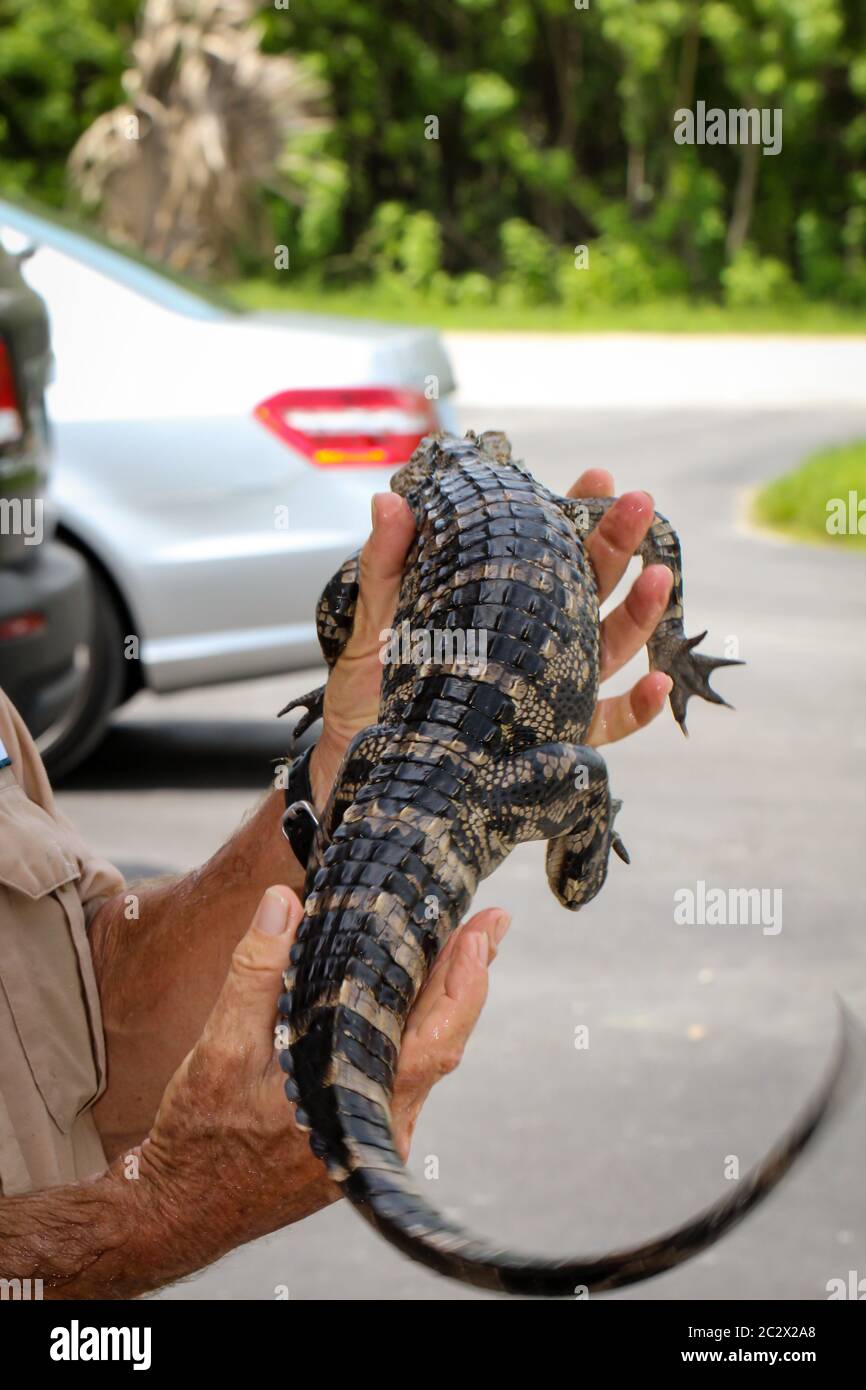 un alligatore bambino è tenuto nella mano Foto Stock