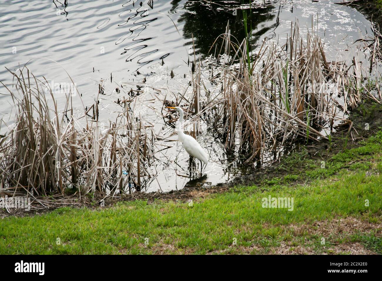 un ibis bianco tra le lamelle di un laghetto Foto Stock