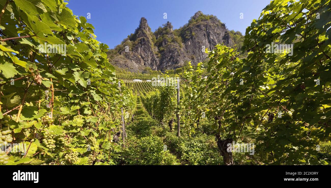 Drachenfels con vigneti, Bad Honnef, Nord Reno-Westfalia, Germania, Europa Foto Stock