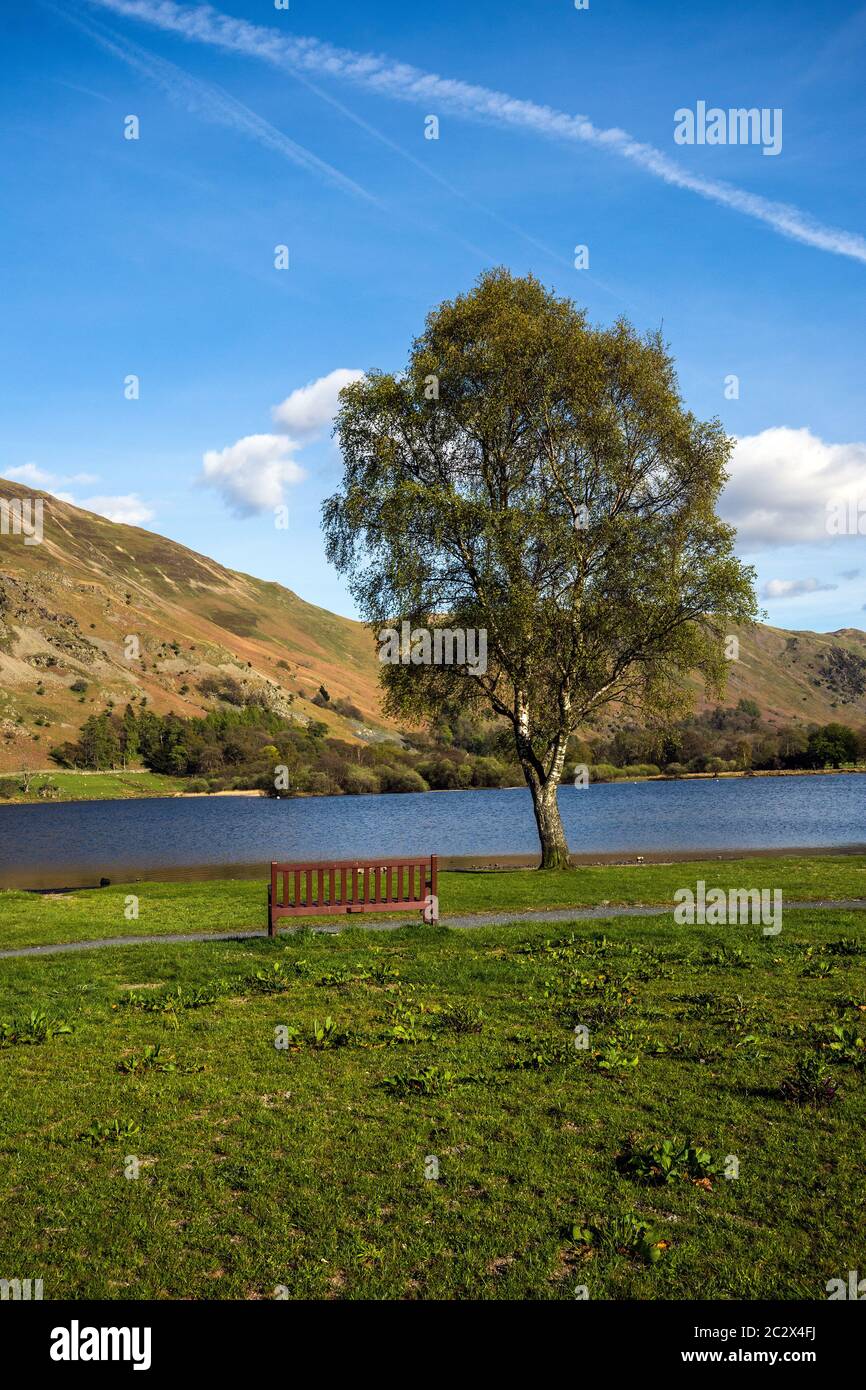 Un albero solato si trova vicino al lago Ullswater, Cumbria, Regno Unito. Foto Stock