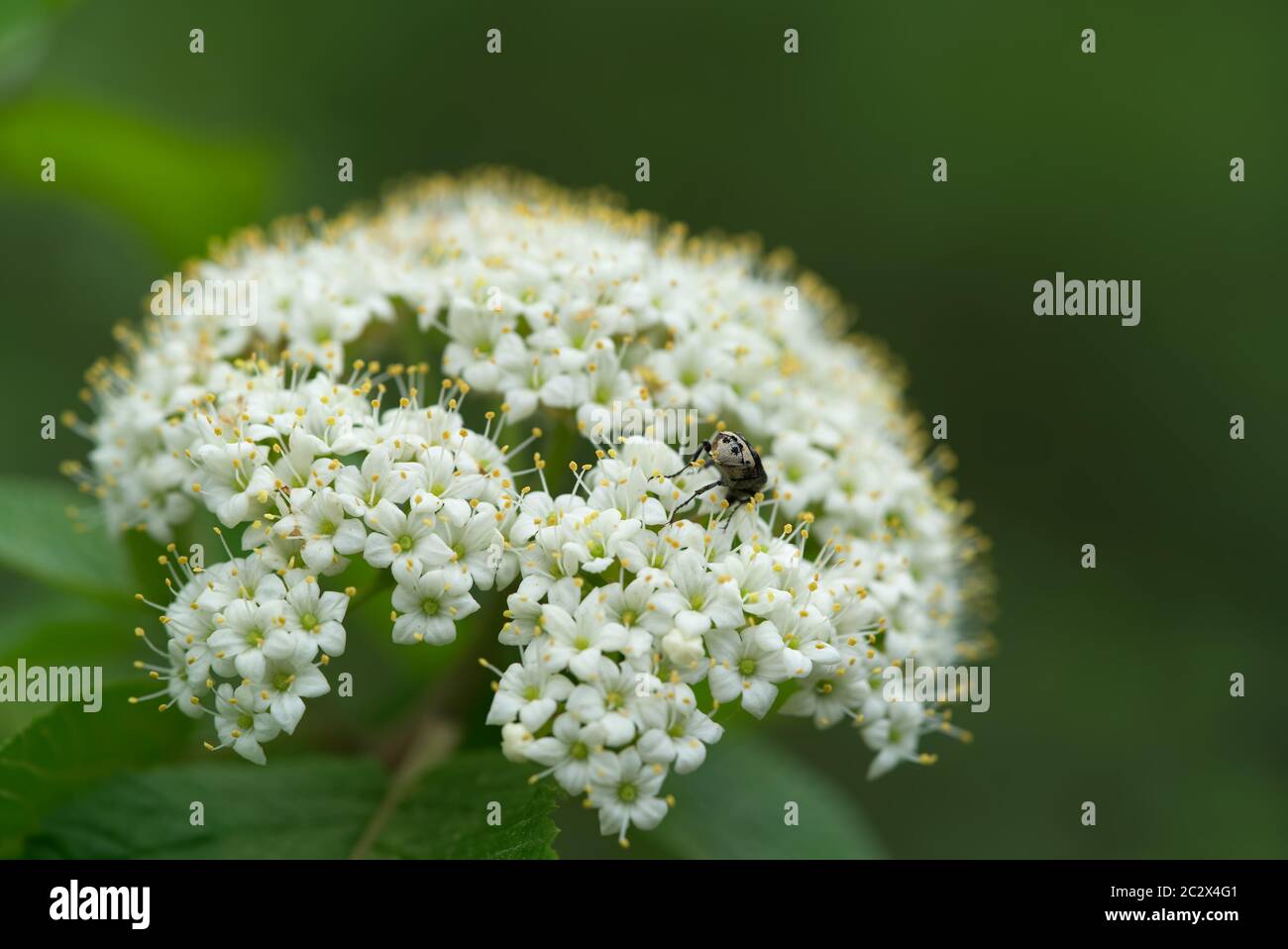 Arbusto fiorito (Sambucus nigra) nella foresta alluvionale. Conosciuto anche come anziano, sambuco, anziano nero, anziano europeo. Particolare di fiore. Foto Stock