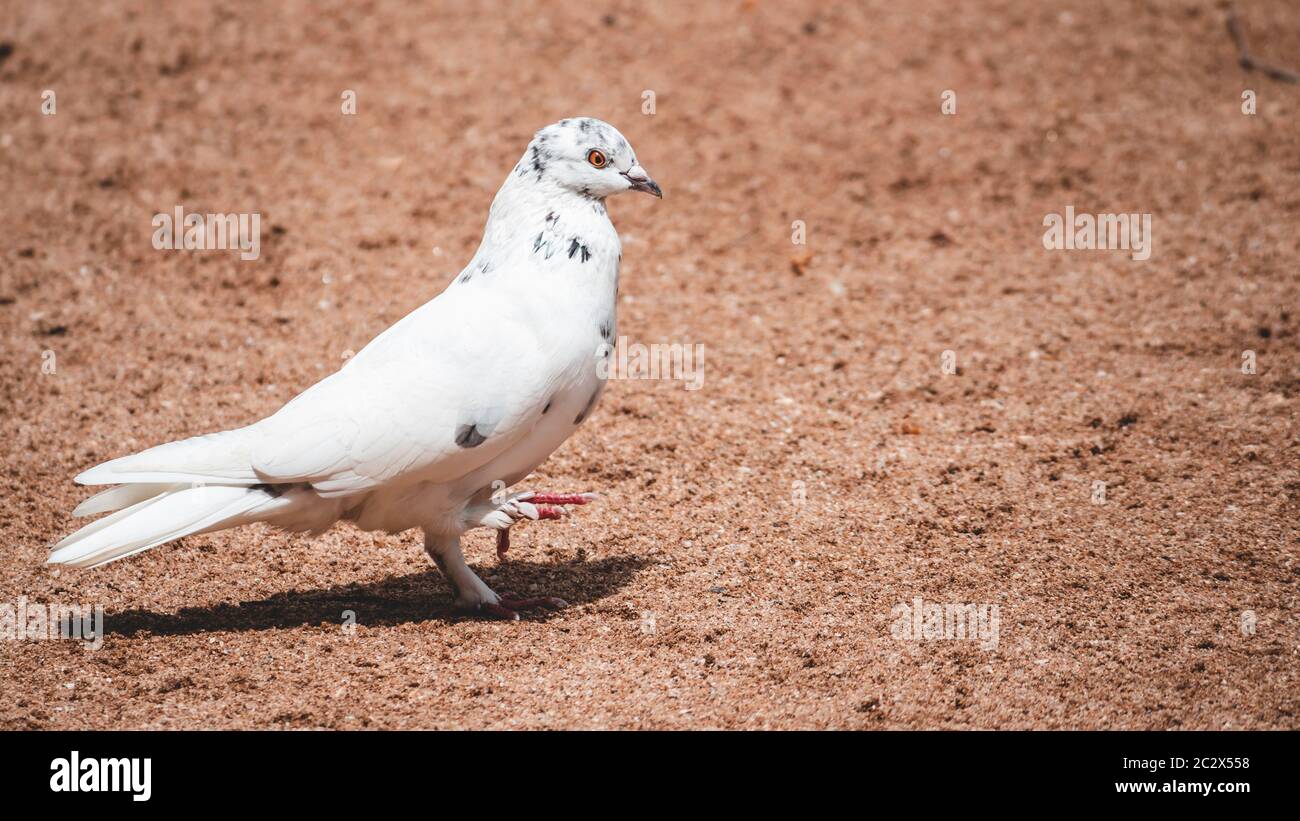 Simbolo di speranza e pace Pigeon bianco posa per ritrattistica Foto Stock