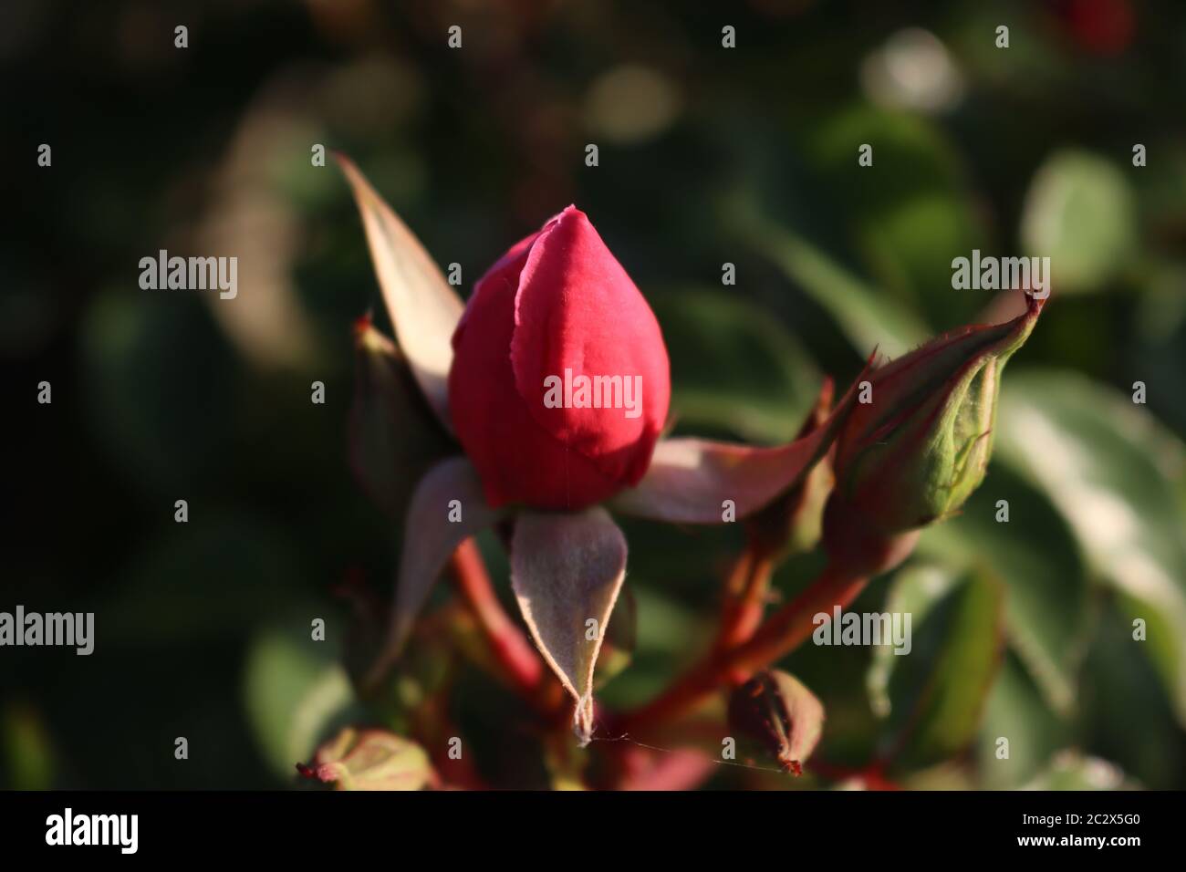Un primo piano di un germoglio rosa alla luce del sole del mattino presto Foto Stock