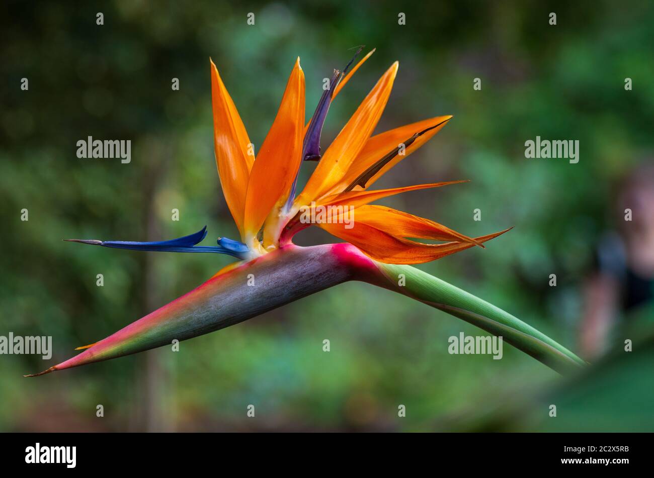 Strelitzia (uccello del paradiso pianta) fiore isolato, dipinte a mano illustrazione ad acquerello Foto stock