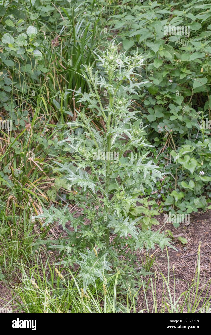 Prefioritura Spear Thistle / Cirsium vulgare che pende da solo in campo hedgerow. Comune UK erbacce agricole, anche commestibili se adeguatamente preparati. Foto Stock