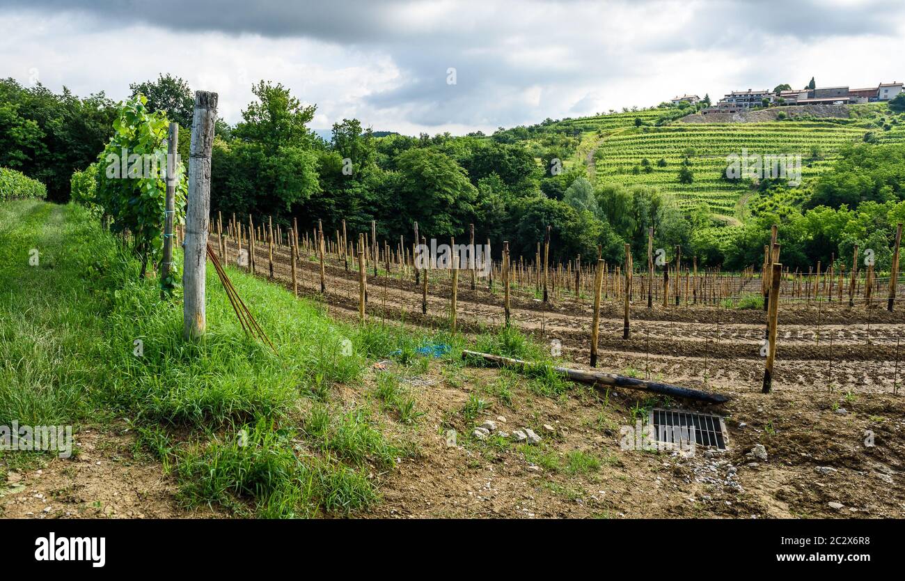 Piantare nuove viti in una vigna Goriska Brda in Slovenia. Foto panoramica  di filari di vigneti e terrazza di piante di vite. Paesaggio rurale foto  Foto stock - Alamy