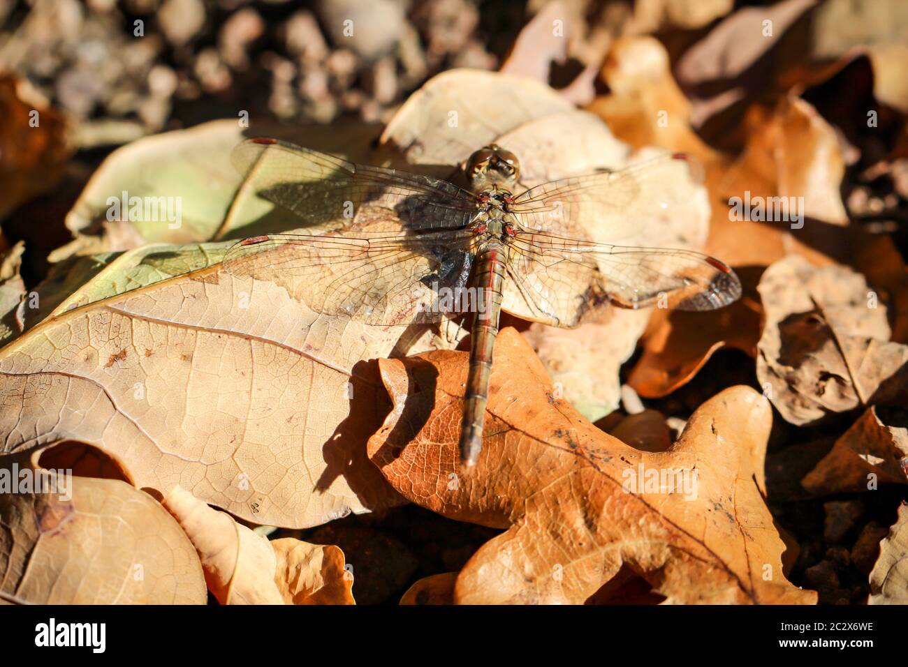 Il ritratto, uno studio di libellule in natura Foto Stock