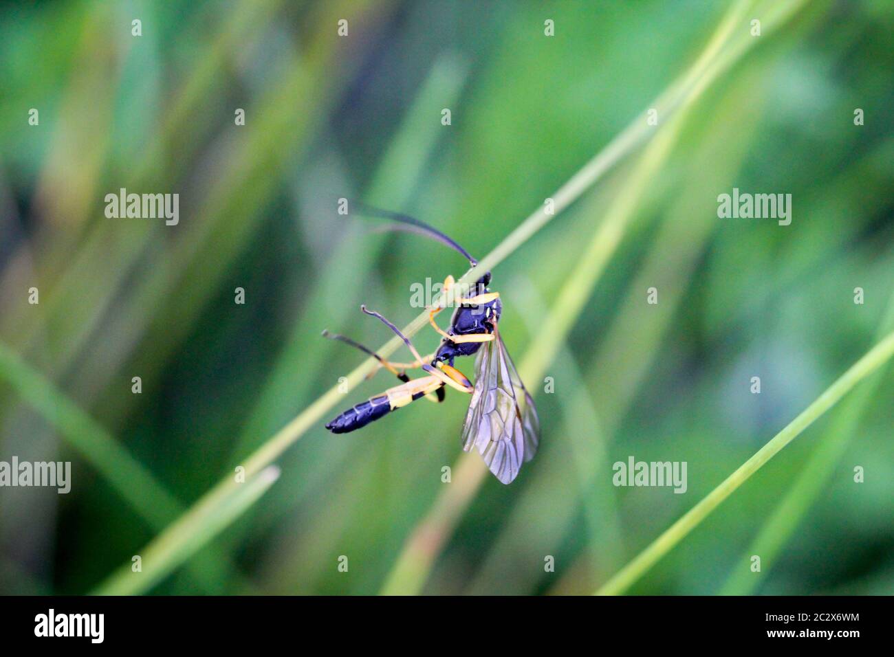 una vespa o un insetto simile su una lama di erba Foto Stock