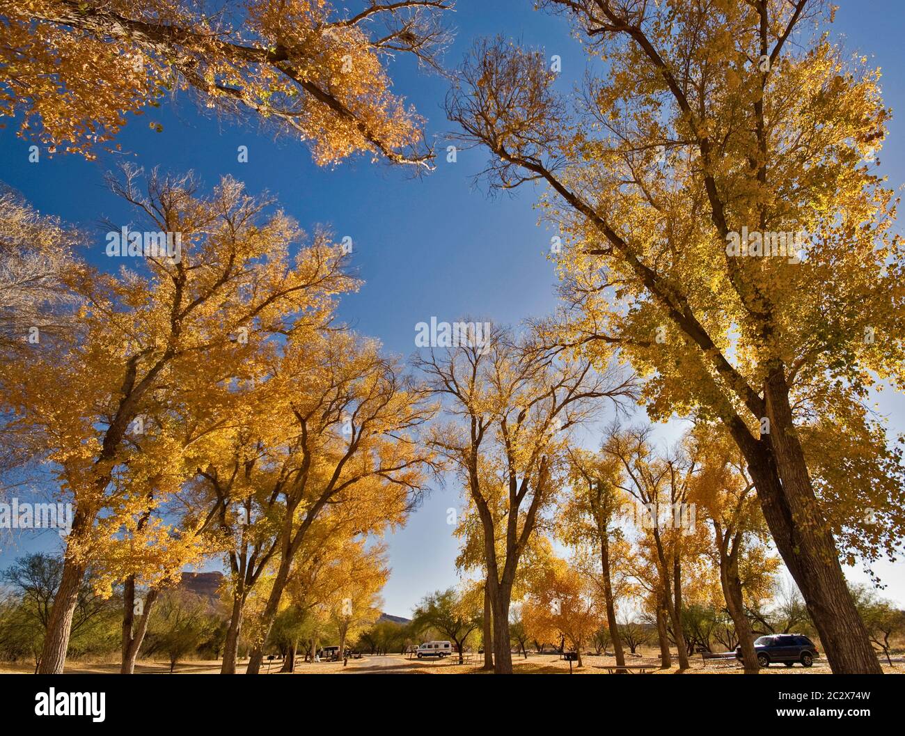 Pioppi neri americani alberi di fine dicembre a pioppi neri americani campeggio, deserto del Chihuahuan nel Parco nazionale di Big Bend, Texas, Stati Uniti d'America Foto Stock