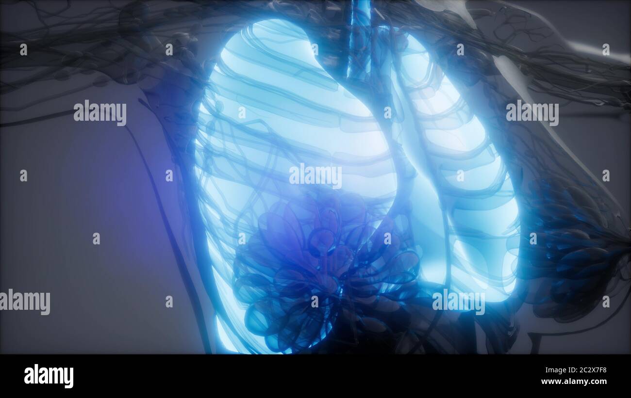 Polmoni umani esame radiologico Foto Stock
