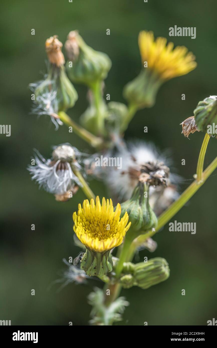 Fiori gialli e teste di fiore di semina di Prickly scrofo / Sonchus asper in campo soleggiato hedgerow. Membro di Asteraceae. Comune Regno Unito erbaccia. Foto Stock