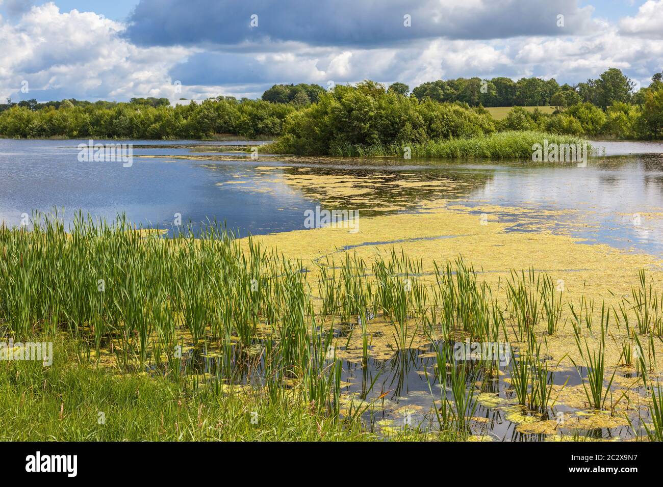 Lago con alghe in acqua Foto Stock