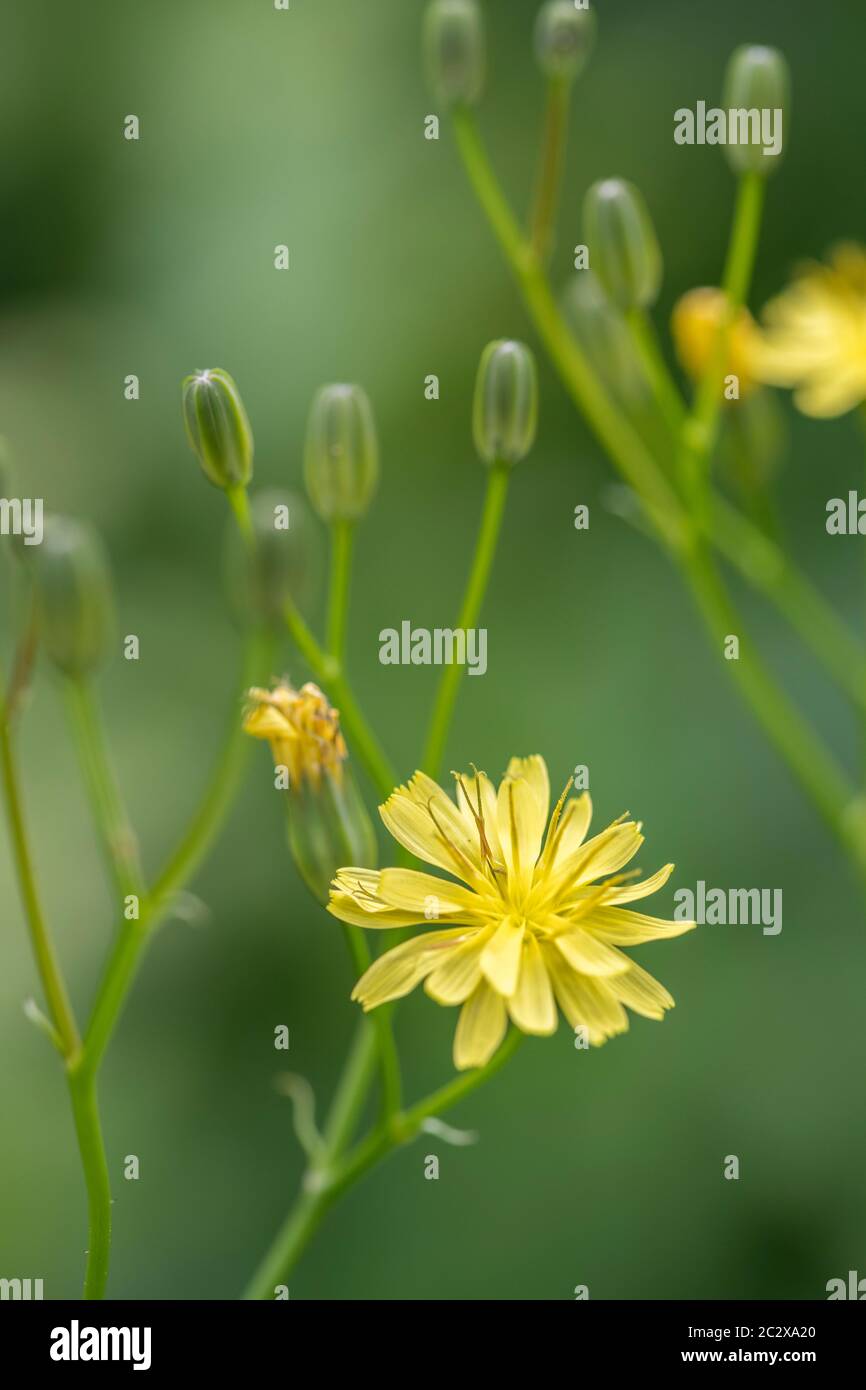 Primo piano di fiori gialli e boccioli di fiori di Nipplewort / Lapsana communis a fine maggio. Precedentemente una pianta medicinale usata nei rimedi di erbe. Foto Stock