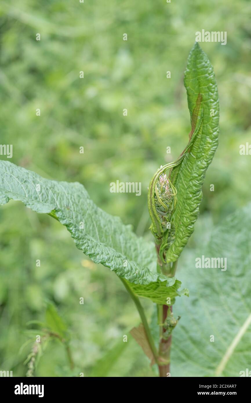 Massa di germogli di fiori di Broad-Leaved Dock / Rumex obtusifolius con sole sulle foglie. Erbacce comuni UK. Foto Stock
