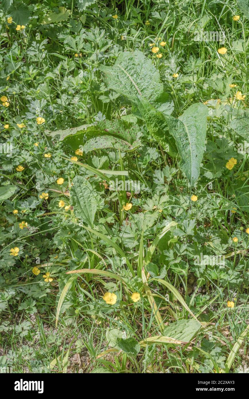 Erba a bordo strada con banchina a pacciamatura larga / Rumex oblusifolius con sole su foglie e fiori gialli ButterCup. Erbacce comuni UK. Foto Stock