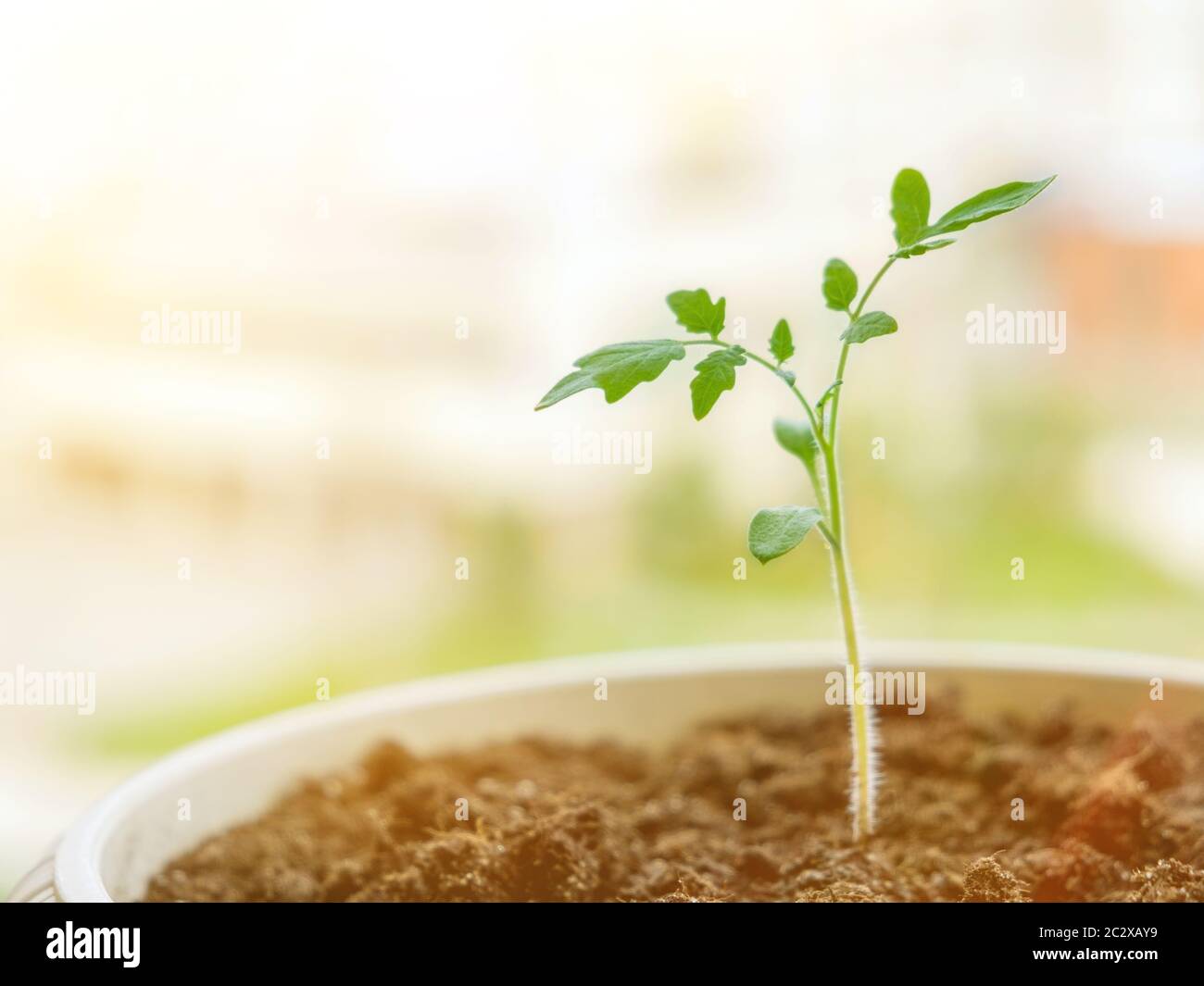 Germogli di pomodoro in una pentola sul davanzale Foto Stock