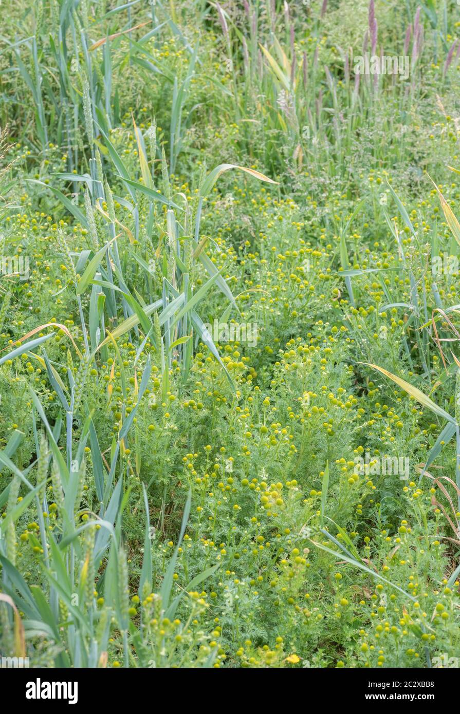 Grande infestazione di ananas Weed, ananas / Matricaria discoidea che odori / ha aroma e sapore di ananas visto in campo di grano arabile. Foto Stock