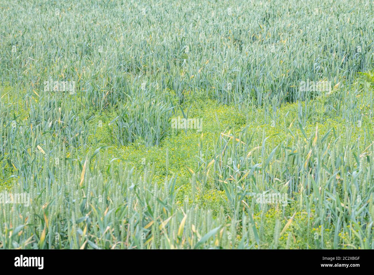 Grande infestazione di ananas Weed, ananas / Matricaria discoidea che odori / ha aroma e sapore di ananas visto in campo di grano arabile. Foto Stock