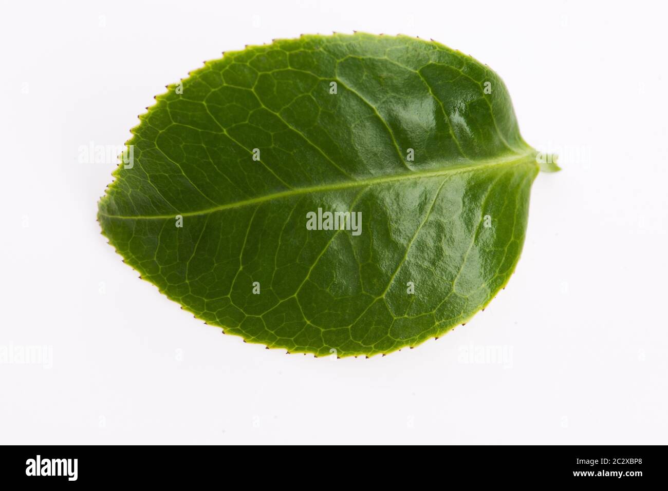 Foglie di tè verde isolato su sfondo bianco Foto Stock