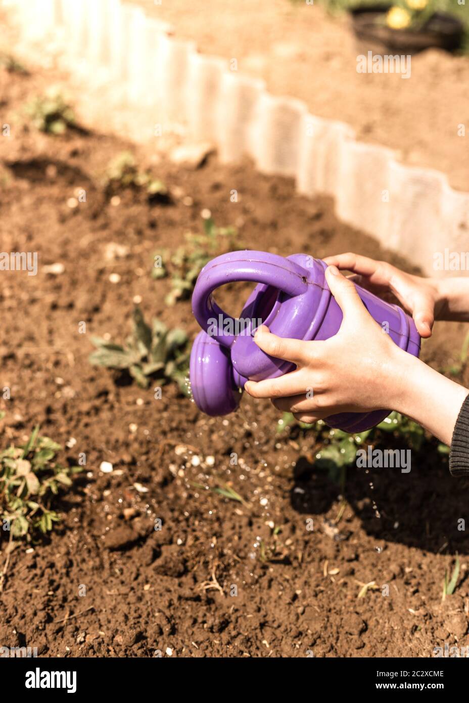 Un bambino che innaffia un letto di fiori con un lattina di innaffiare del bambino Foto Stock