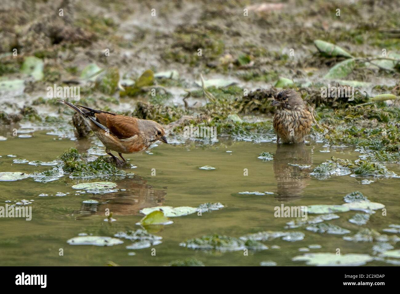 Uomini e donne Linets-Carduelis cannabina, bagnare in un Pond rugiada. Molla Foto Stock