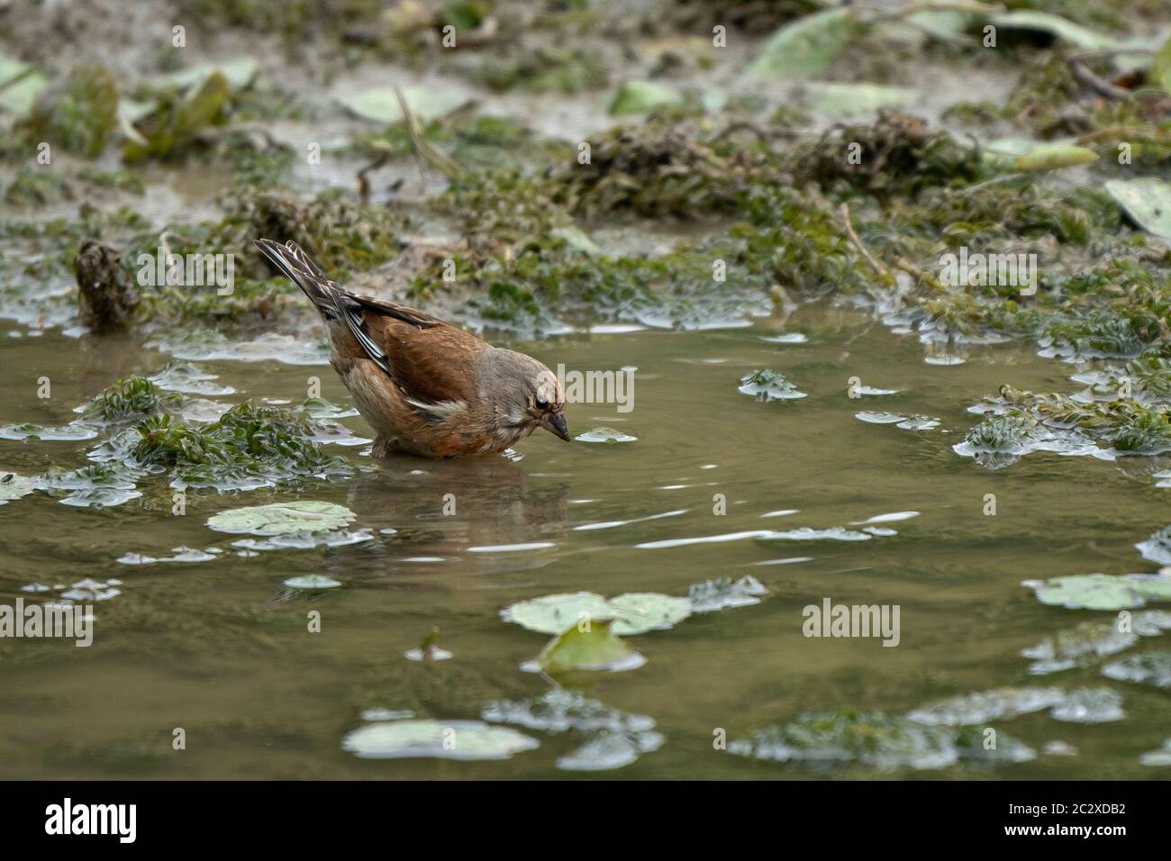 Linnet-Carduelis cannabina maschile, bagna in un laghetto di rugiada. Molla Foto Stock