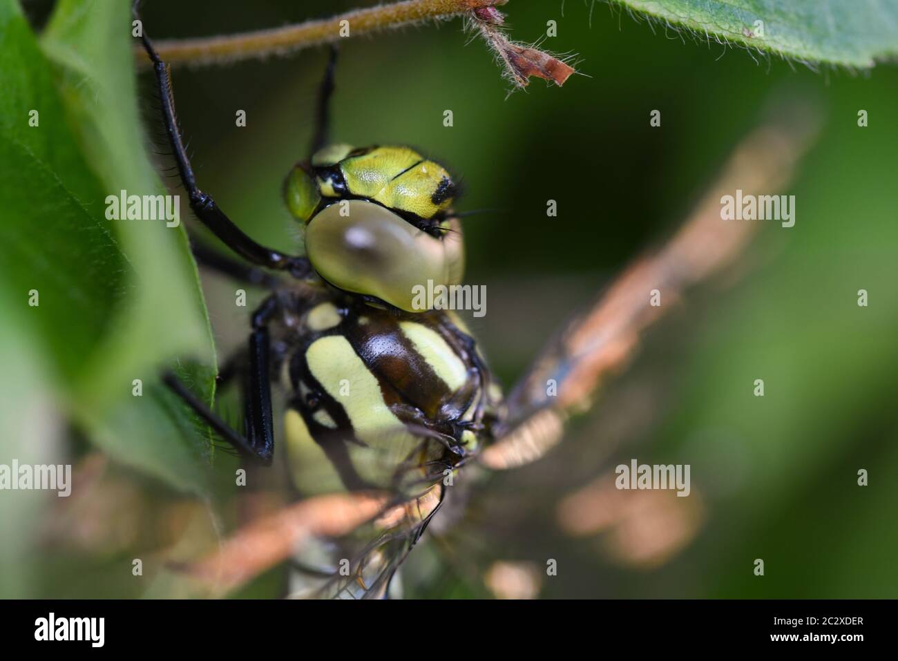 Southern Hawker Libellula Foto Stock