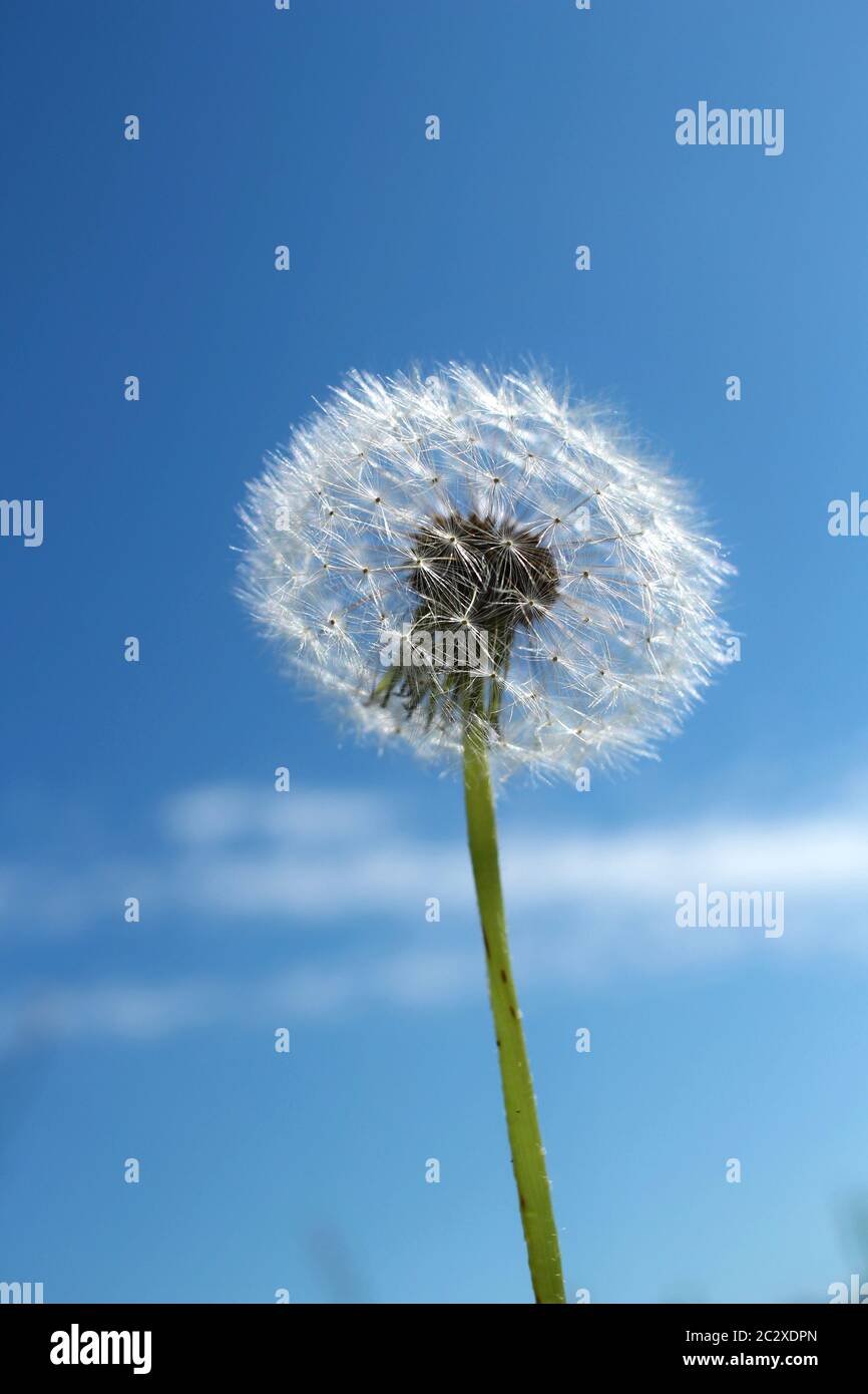 Dente di leone che soffia in cielo blu Foto Stock