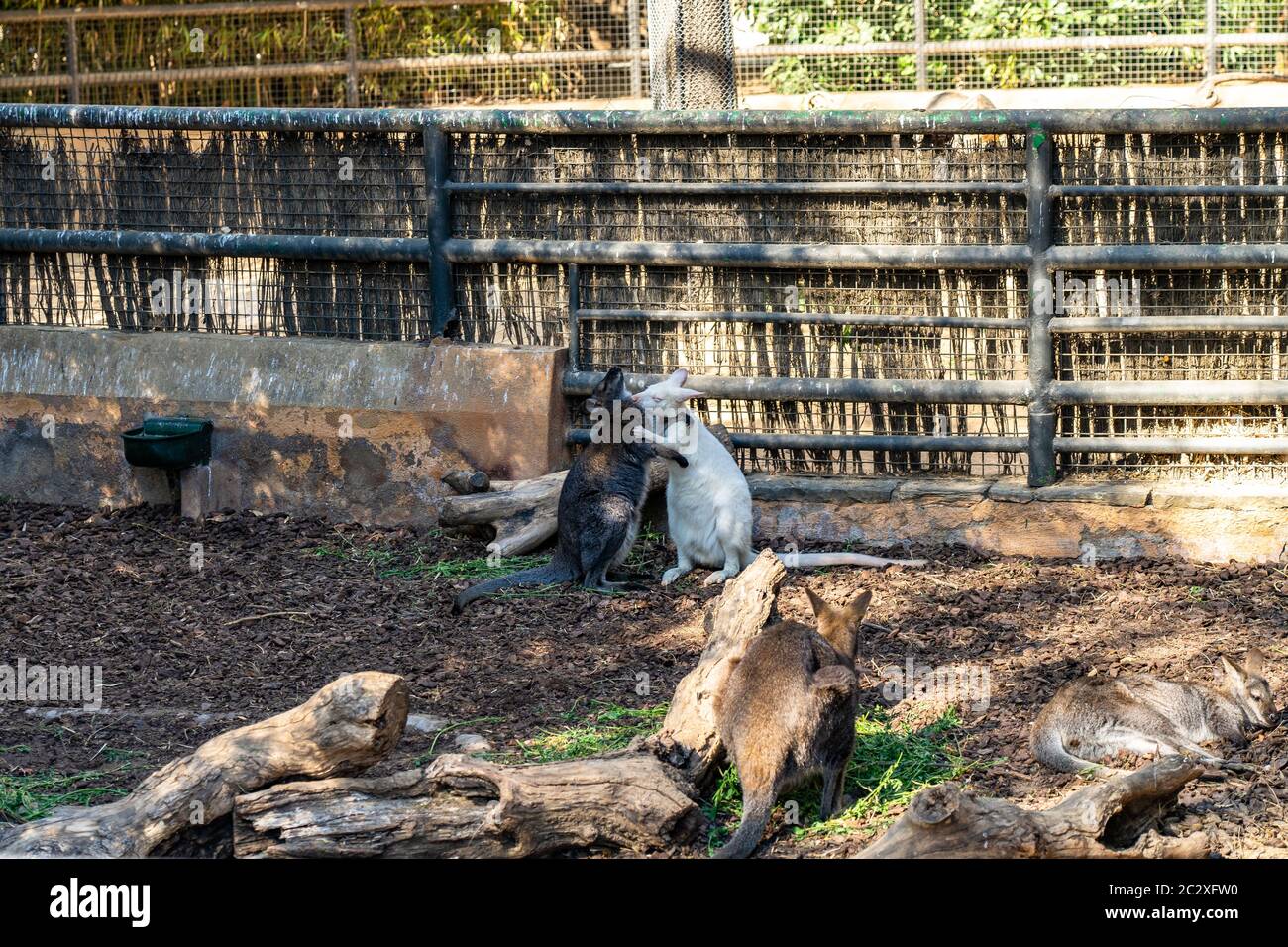Wallaby rosso collo (Macropus rufogriseus) nello zoo di Barcellona. Foto Stock
