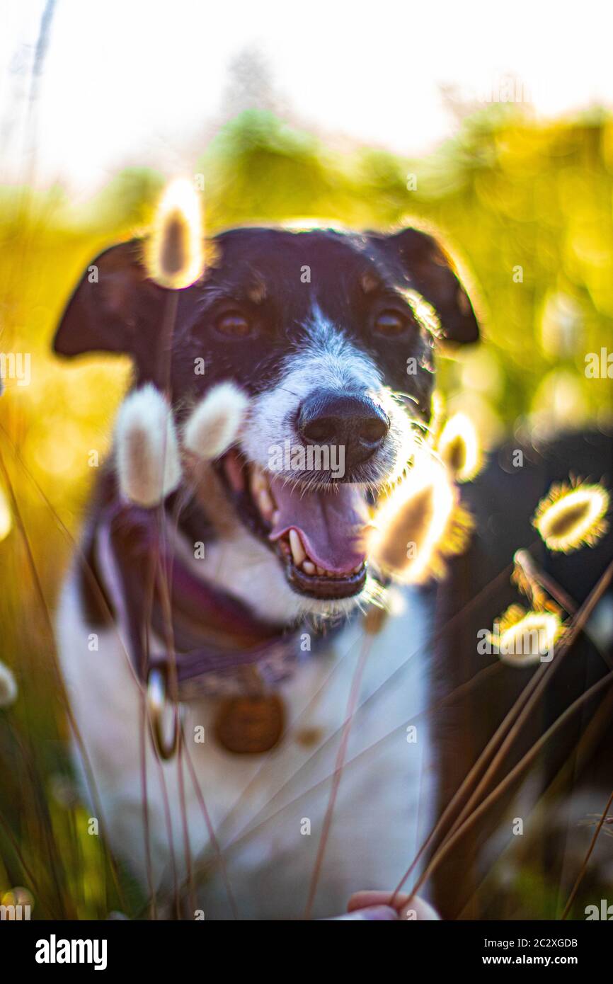 cane che posa sciolto con orecchie di grano e bella illuminazione Foto Stock