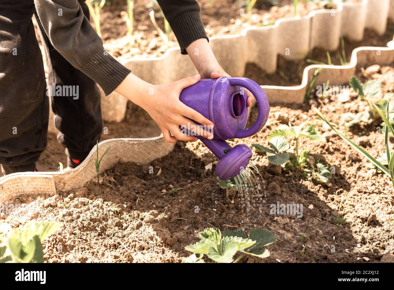 Un bambino che innaffia un letto di fiori con un lattina di innaffiare del bambino Foto Stock