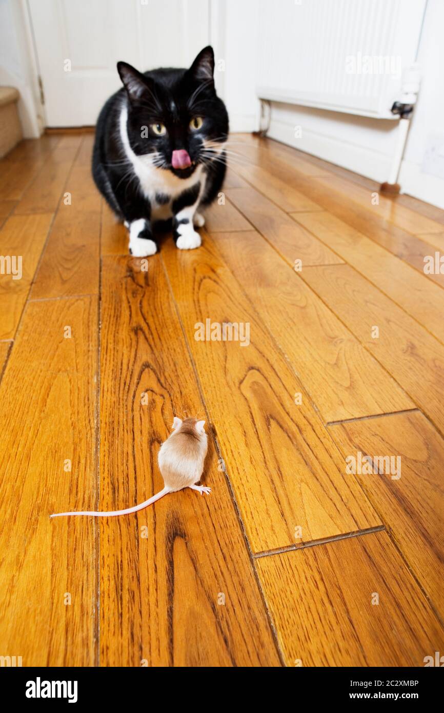 Gatto e mouse faccia a faccia Foto Stock