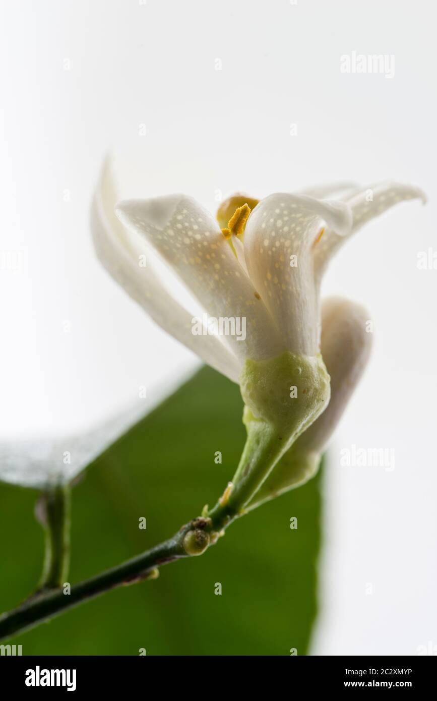 Fiore del limone meyers Foto Stock