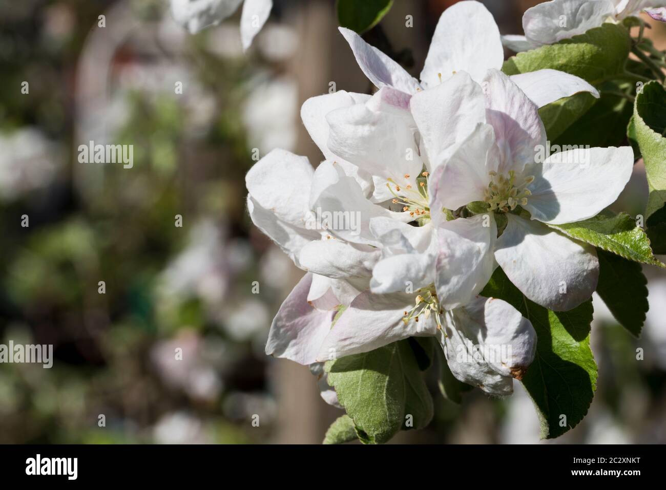 Primavera blosson su un albero di mele Granny smith Foto Stock