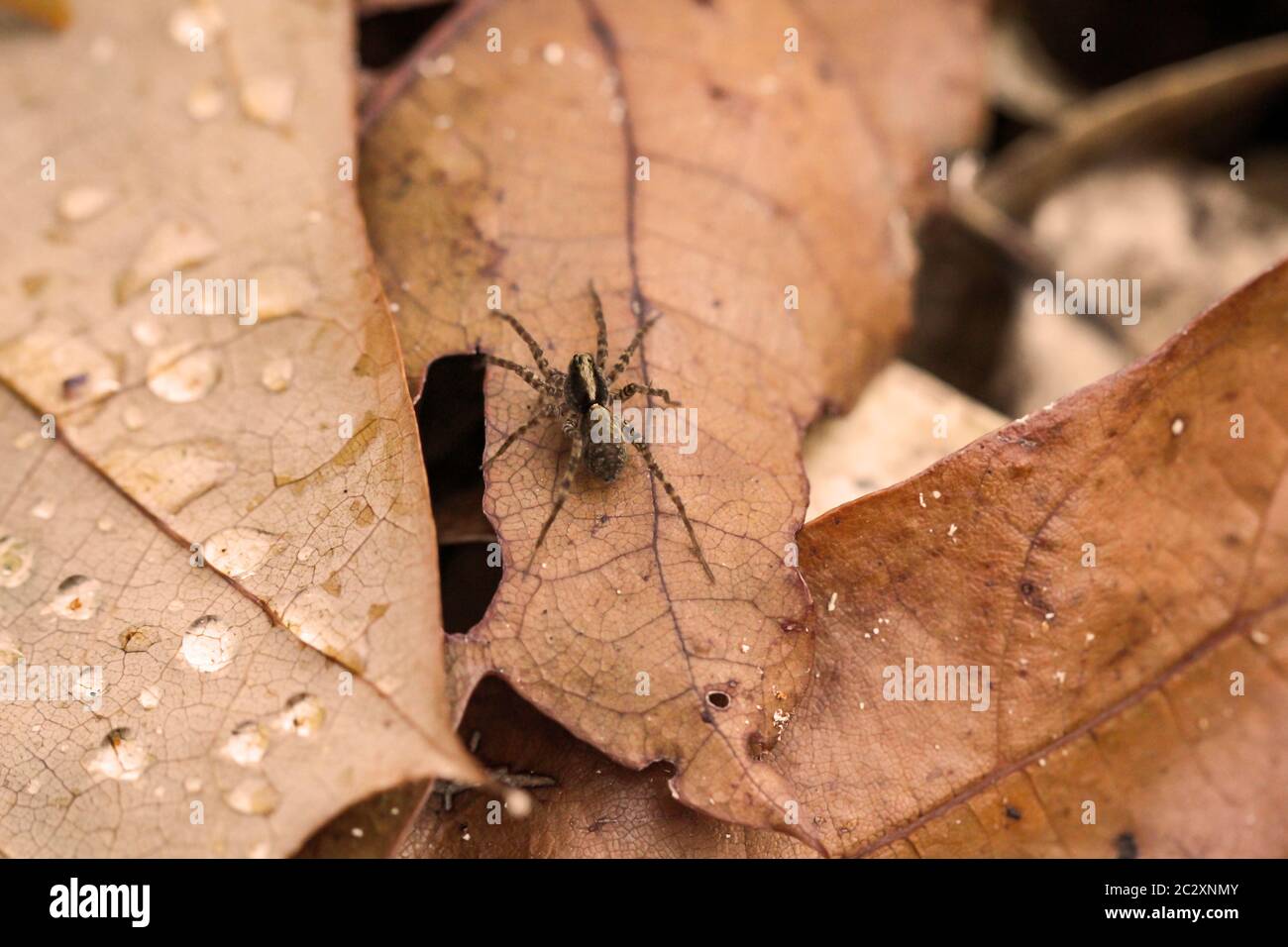 una macro di ragno, di caccia o predatore su una foglia Foto Stock
