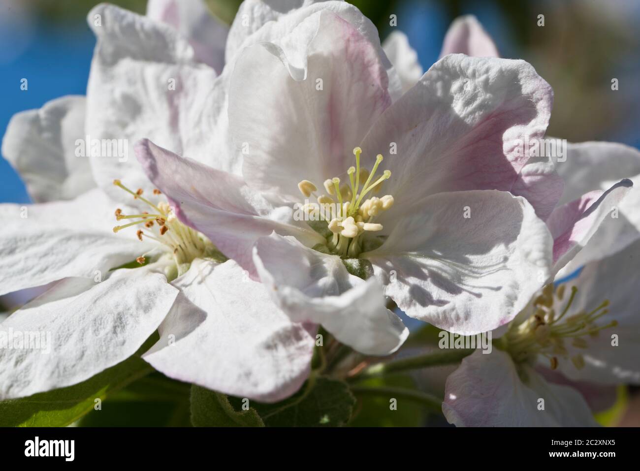 Primavera blosson su un albero di mele Granny smith Foto Stock