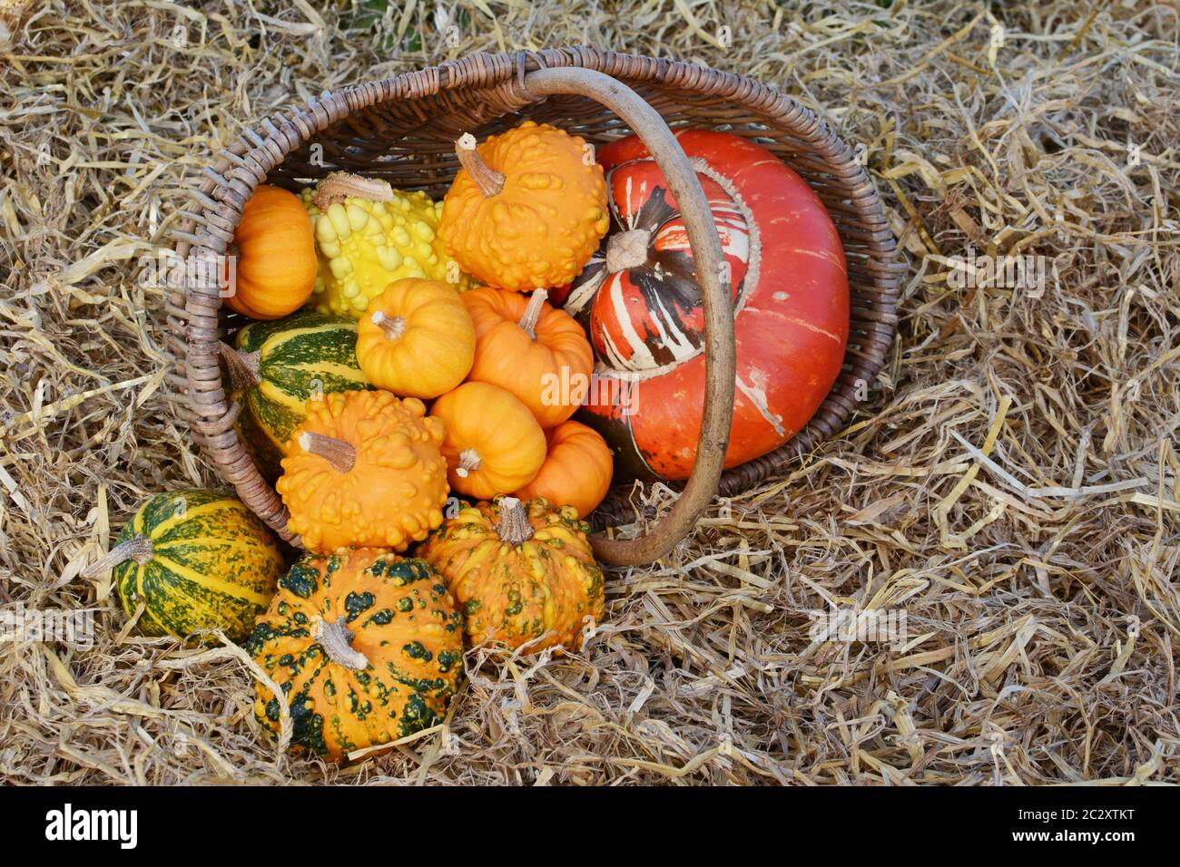 Cesto rustico di piccole warted zucche con un turban gourd riversandosi su un letto di paglia in autunno Foto Stock