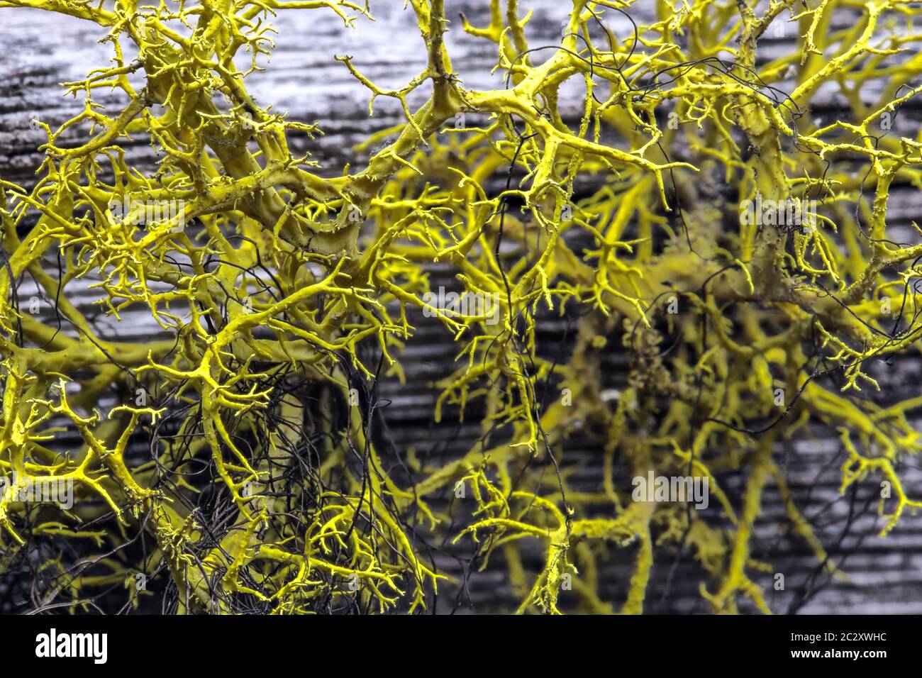 Lupo lichen (Letharia vulpina) Foto Stock