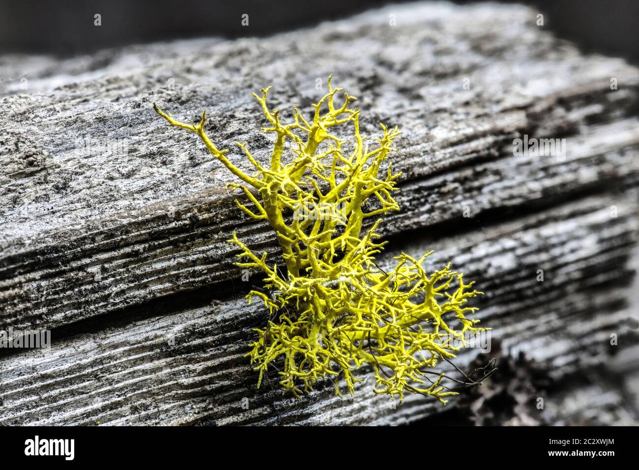 Lupo lichen (Letharia vulpina) Foto Stock