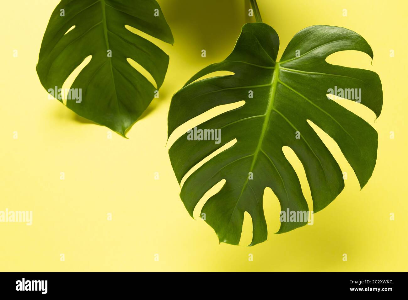 Impianto di Monstera Foto Stock