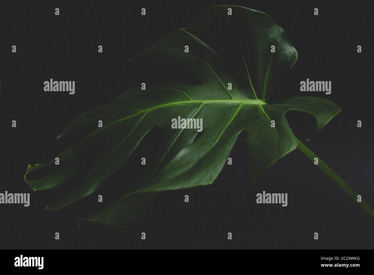 Monstera pianta su sfondo nero Foto Stock