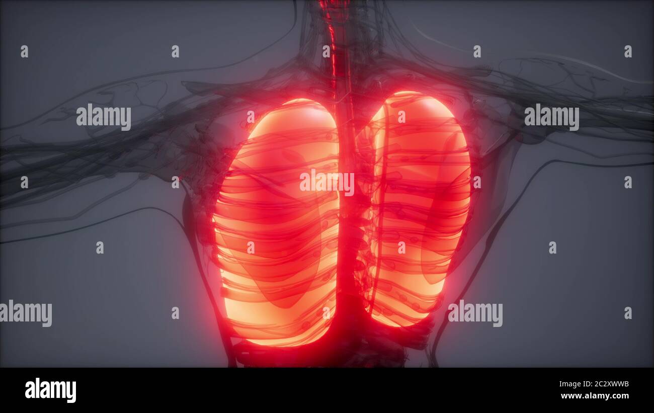 Polmoni umani esame radiologico Foto Stock