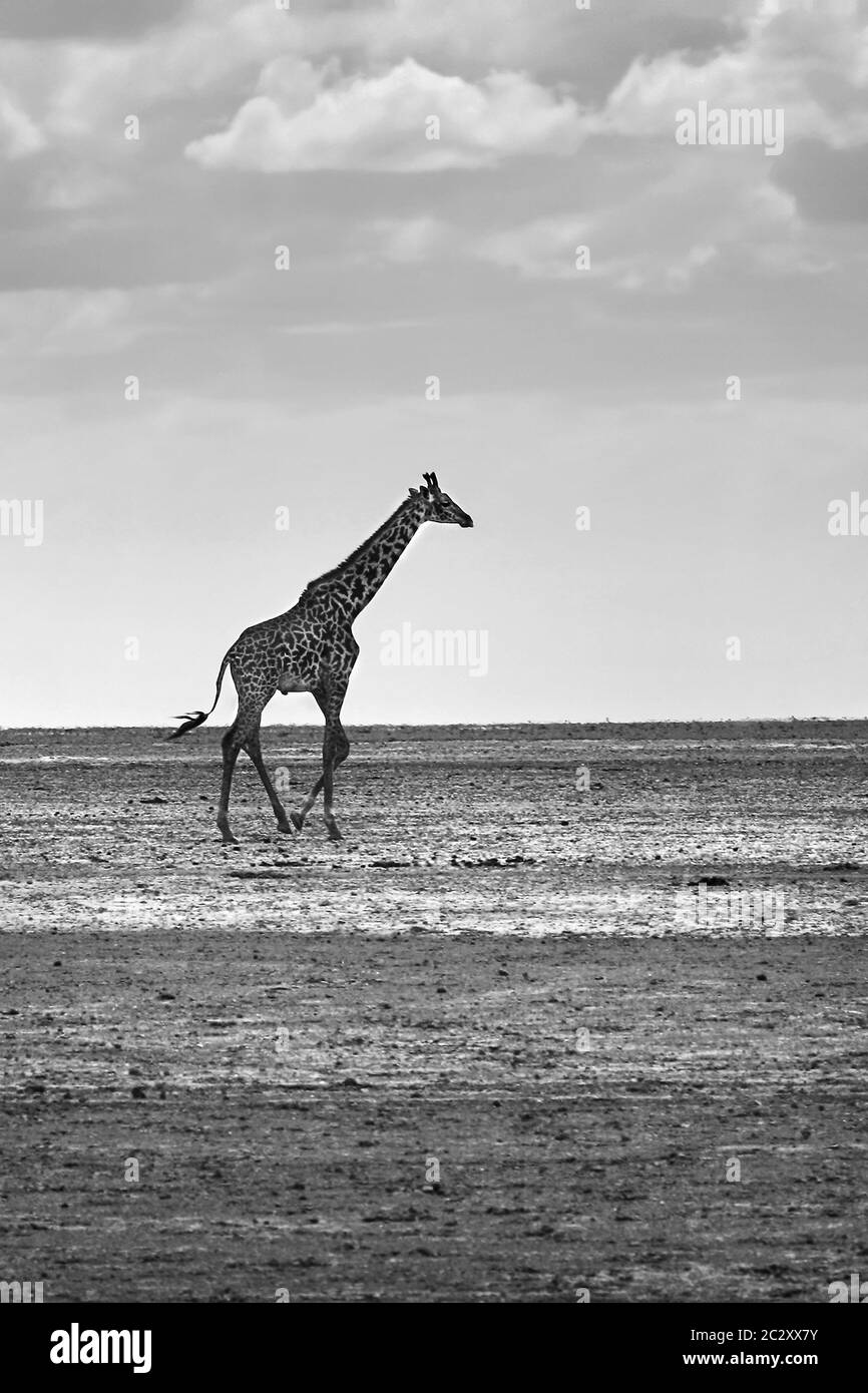 Giraffe africane nella foto selvaggia, bianca e nera, safari in Kenya, Masai Mara Foto Stock